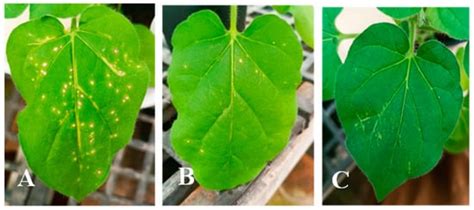 Synthesis and Characterization of Porous Hydrophobic and Hydrophilic ...