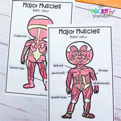 Activities for Teaching the Muscular System - The Rocket Resource