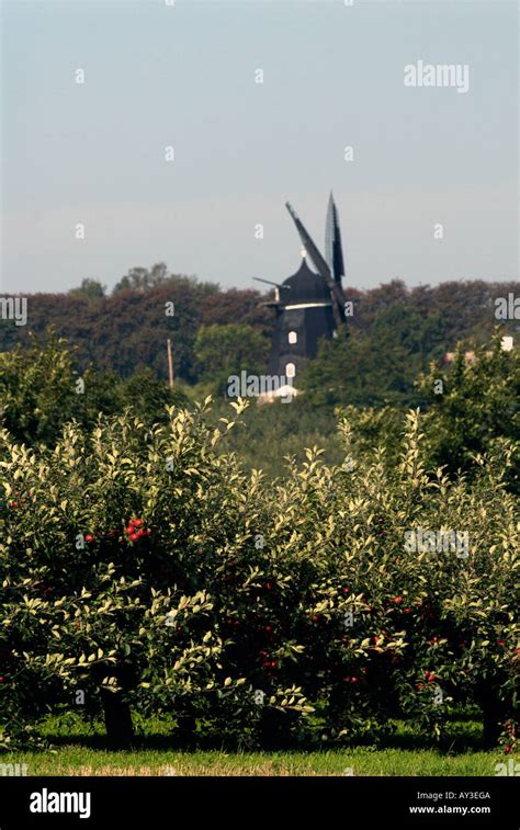 Image result for Apple Tree Farm