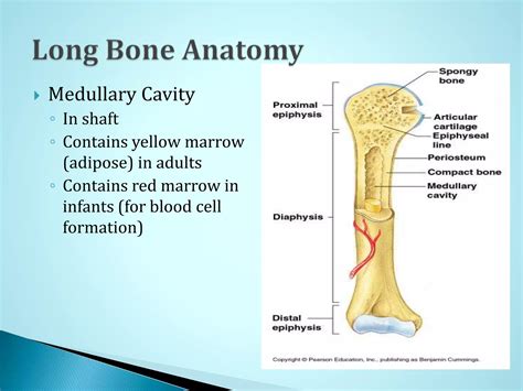 The skeletal system anatomy | PPSX