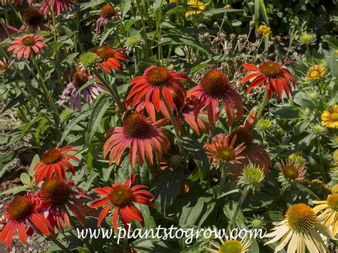 Growing Echinacea From Seed