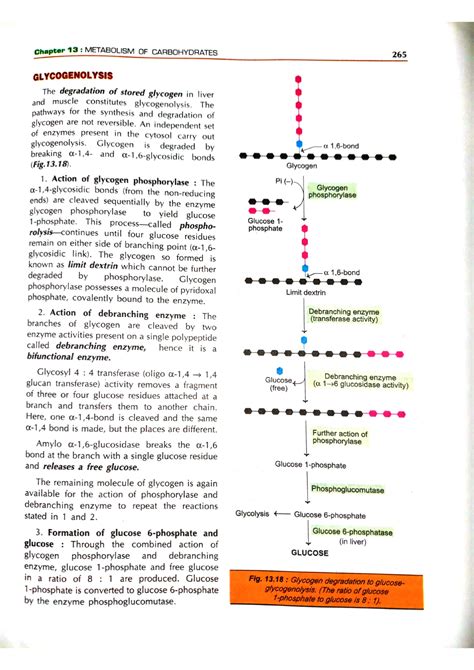 Glycogenesis - Biochemistry - Studocu