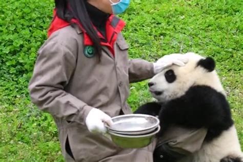 终于知道熊猫饲养员为什么穿连体衣了_凤凰网视频_凤凰网
