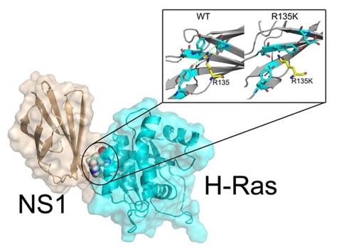 Molecular Dynamics Simulations and Dynamic Network Analysis Reveal the ...