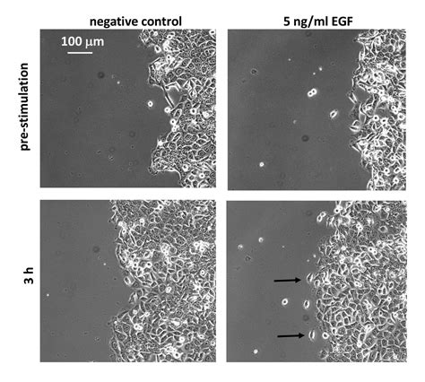 Using the Dot Assay to Analyze Migration of Cell Sheets