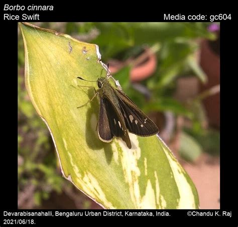 Borbo cinnara | Butterfly
