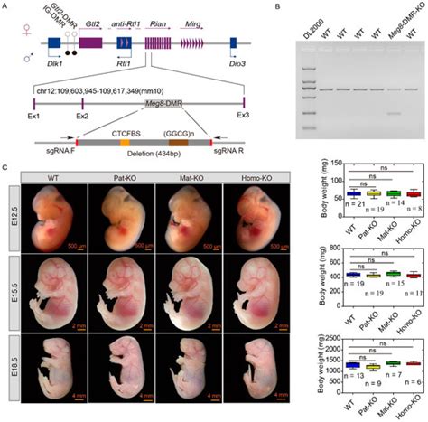 Meg8-DMR as the Secondary Regulatory Region Regulates the Expression of ...