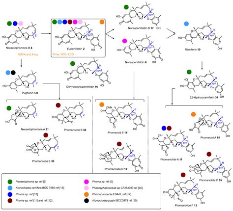 Stereochemical and Biosynthetic Rationalisation of the Tropolone ...