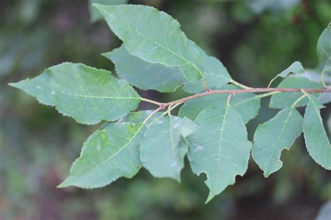 Chokecherry Tree MI 的图像结果