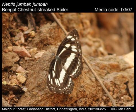 Neptis jumbah Moore, [1858] - Chestnut-streaked Sailer | Butterfly