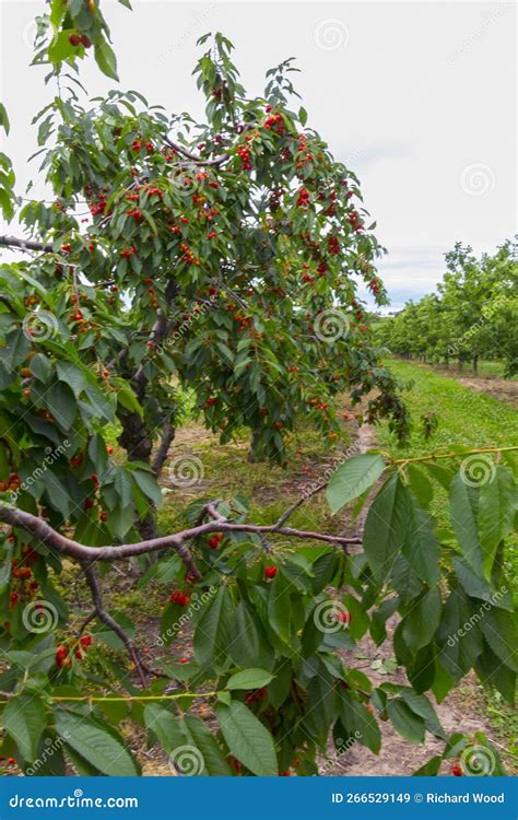 Orchard View Michigan