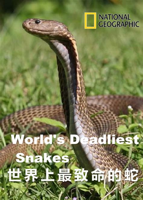 世界上最致命的蛇(World