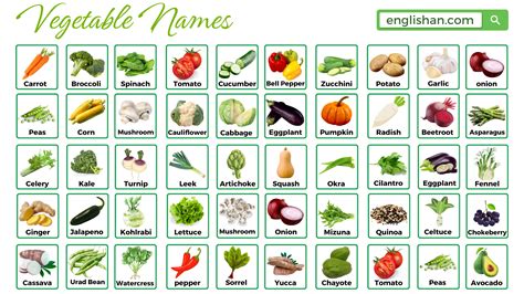 Vegetables Names