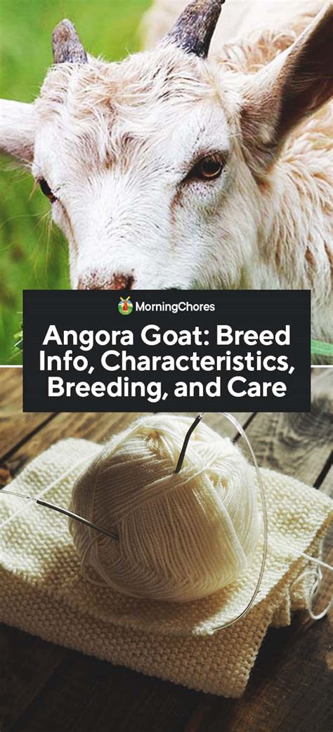 Image result for Angora Goat Wool