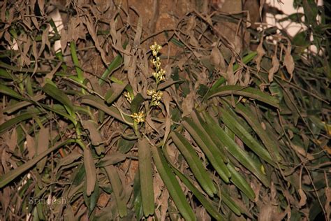 Herbarium JCB