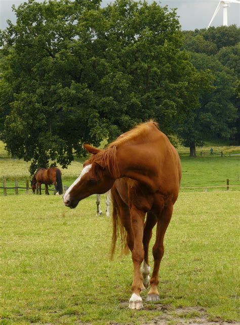 Body Shaking Exercise 的图像结果