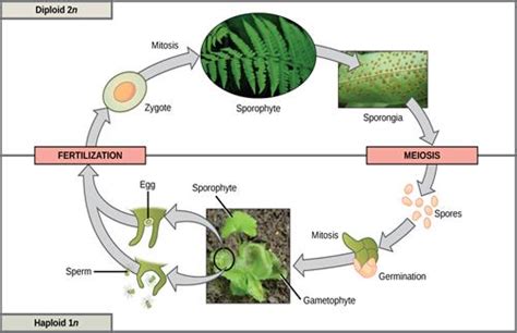 Algae and its characteristics — lesson. Science State Board, Class 8.