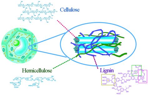 Hemicellulose Structure