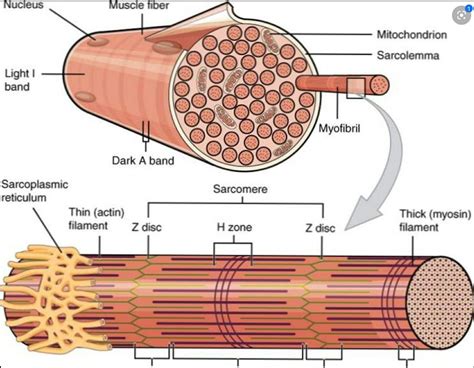 Image result for Skeletal Muscle Tissue Types