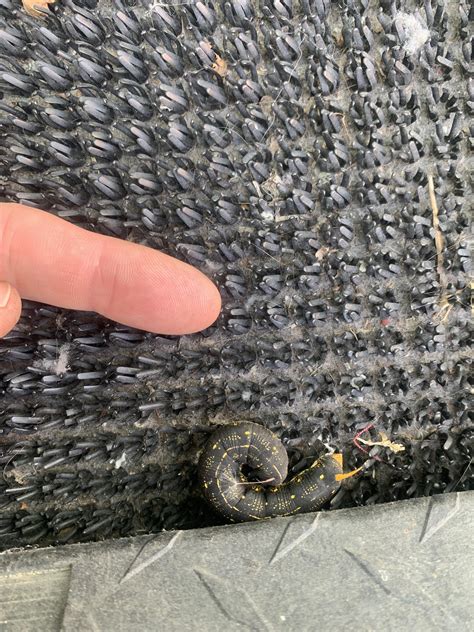 Image result for Alien Caterpillar Creature