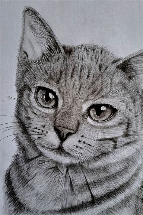 Drawing a Cat’s Head: Learn How to Draw a Cat in Minutes | Cat face ...