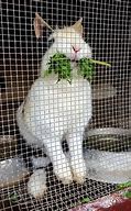 Image result for Cute Bunny Doll