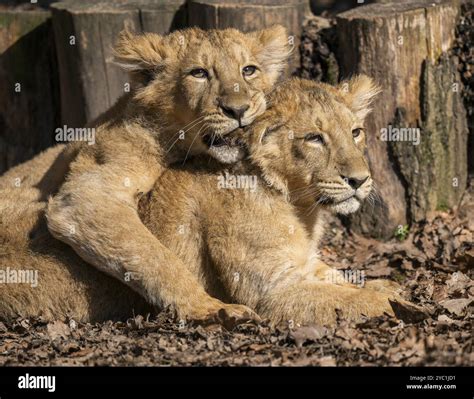 Asiatic Lion (Panthera leo persica), two cubs at play, occurring in ...