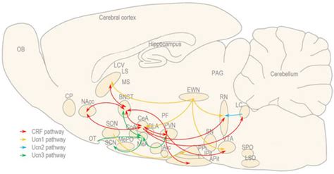 The Role of Corticotropin-Releasing Factor (CRF) and CRF-Related ...