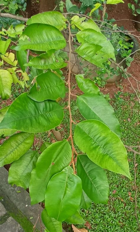 RCMAS » Chrysophyllum cainito L.