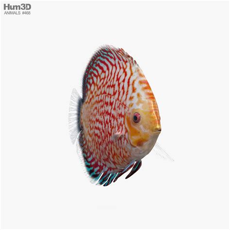 Image result for Discus Fish Anatomy