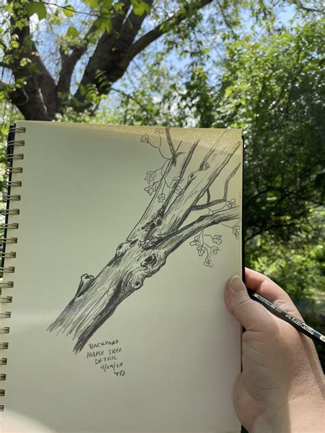 Image result for Maple Tree Drawing Reference