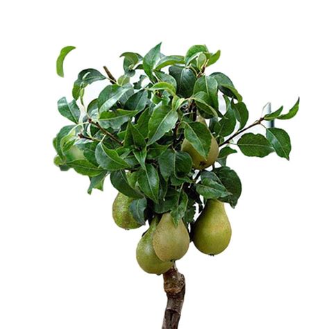 Seeds House Summerrio Pear Seeds Rarity Perennial Garden Fruit Seeds ...