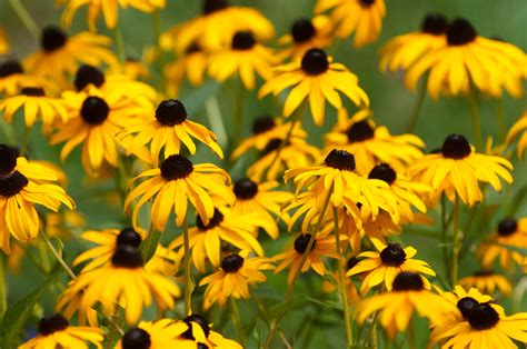 Yellow Spring Wildflowers in Florida | Gardening in the Panhandle