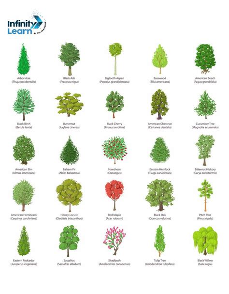 Trees Name in English - List of 50 Trees Names and Pictures
