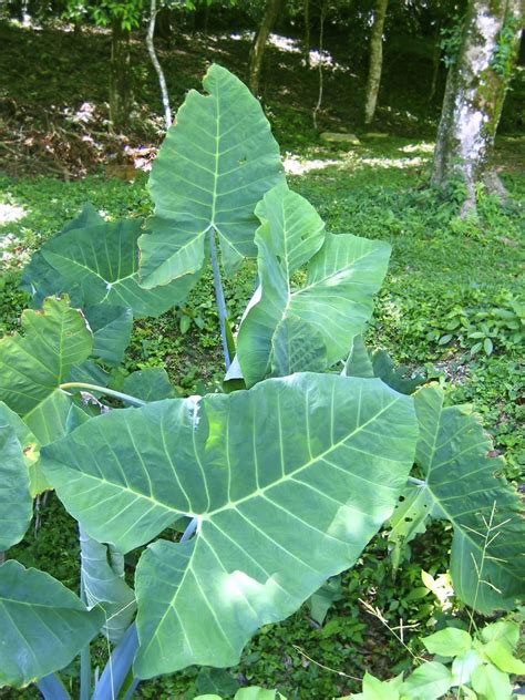Yam Plant