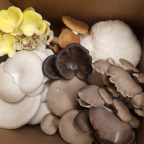 Boîte découverte - 1kg – Full Pin