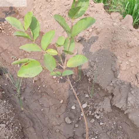 Dr. Reddy's Agroforestry Drive: Planting for a Sustainable Tomorrow ...