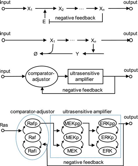 Image result for Negative Feedback Cycle Simple