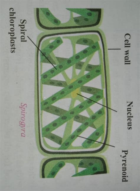 DrawLabelled diagram of spirogyra - Brainly.in