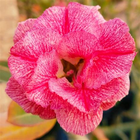 Grafted Adenium (V205)