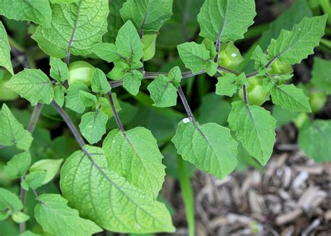 Red House Garden: Have You Ever Eaten a Ground Cherry?