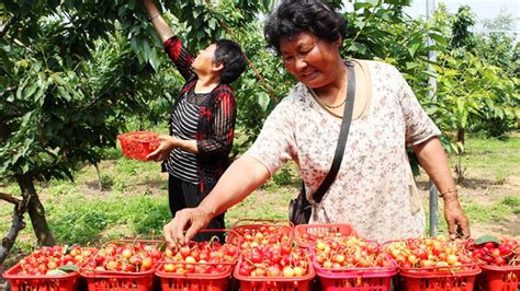 精准施治 助农增收 普威镇邀请专家团队为雪桃和苹果种植农户开展技术培训
