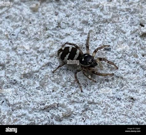 Zebra Jumping Spider (Salticus scenicus Stock Photo - Alamy