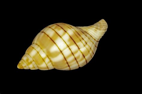 Pawleys Island Nature: A Shell Guide - Pawleys Island