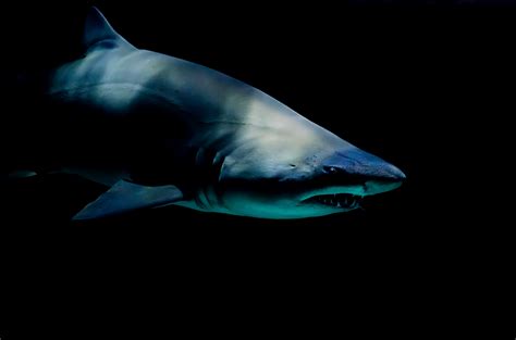 Free Images : vertebrate, marine biology, requiem shark ...