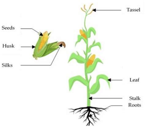 Corn Labeled Parts Of Plant