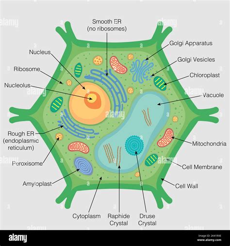Golgi Apparatus In A Plant Cell