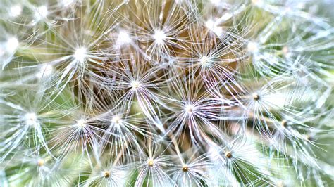 Download wallpaper 1920x1080 cactus, plant, fluff, macro full hd, hdtv ...