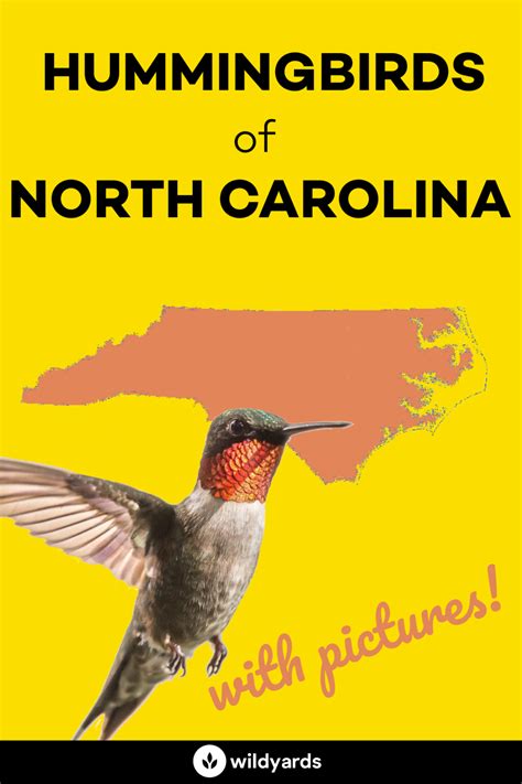 All 8 Hummingbirds in North Carolina [With Pictures & Maps]