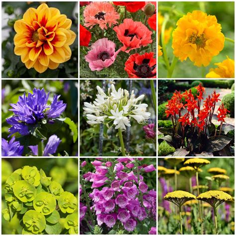 Sun Loving Perennials | Best Plants for Full Sun - Roots Plants
